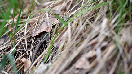 Zootoca vivipara, hiding in dried leaf litter. brown lizard. basking in the rays of the spring sun. dry autumn leaves. close-up, animal in the wild, natural background
