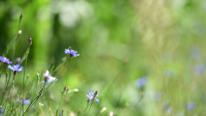 Cornflower, Centaurea cyanus Rare flower of Arable Fields. blue wildflowers, natural floral background. Wild flowers, close-up, blurred background. summer meadow flower, blooms beautifully in blue.