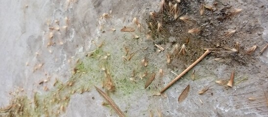 fallen horsetail grass flowers