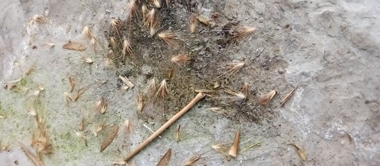 fallen horsetail grass flowers