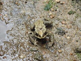 Black frog in the ditch