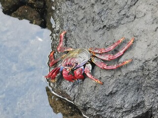 red crab on the rock