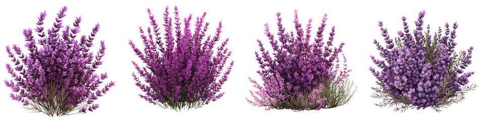 Naklejka premium Lush and vibrant lavender and heather bushes in a fragrant peaceful meadow landscape The blooming floral plants create a scenic natural environment filled with color and beauty