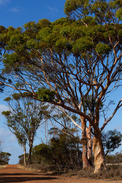 Salmon gum trees beside unsealed country road