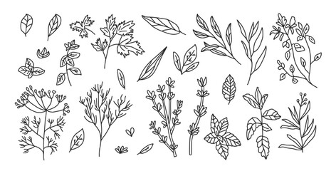 Culinary herbs set. Parsley, basil thyme, mint and oregano pack. Vector hand drawn doodle collection illustration isolated on white background. © Syuzann q