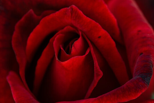 Red rose petals close-up highlighting textures and deep colour in bloom