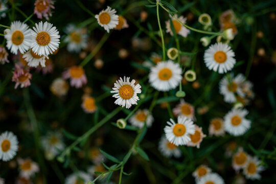Close-up of delicate white seaside daisies with yellow centers in a lush green garden