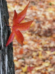 Ein verirrtes Ahornblatt blickt auf seinesgleichen