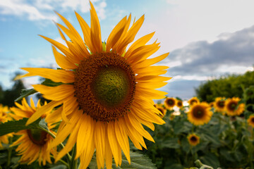 Golden sunflowers thrive in a lively field, soaking up the evening sun against a backdrop of dramatic clouds.