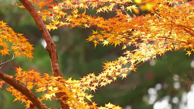 Colorful maple leaves illuminated by sunlight, a typical Japanese autumnal scene.