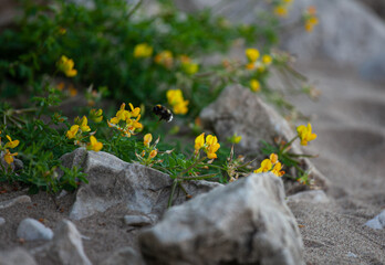 Bright yellow wildflowers thrive between rocks as a bee flits around them in a peaceful sandy area.