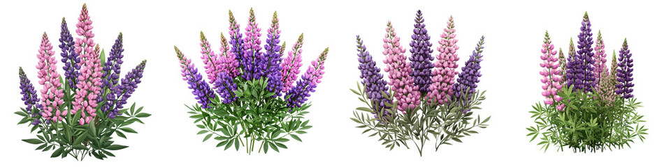 Naklejka premium Gorgeous lupine bushes with tall lush spires of vibrant pink and purple flowers bursting forth in a captivating natural display