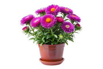 flowers in a pot isolated on transparent background