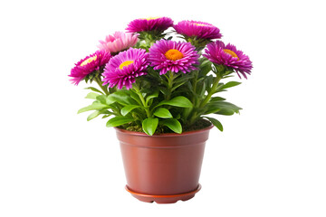 flowers in a pot isolated on transparent background