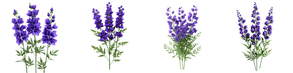 Obraz premium Elegant and Vibrant Monkshood Blossoms in Deep Purple Hues A Stunning Floral Display of This Ornamental and Poisonous Alpine Plant