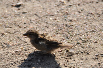A sparrow is standing on the ground in nature in sunny day.