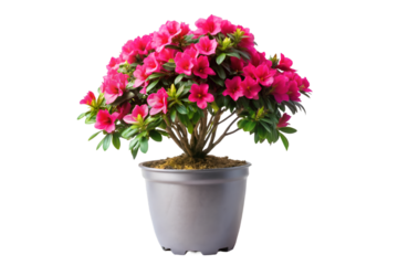 pink flowers in a pot isolated on transparent background