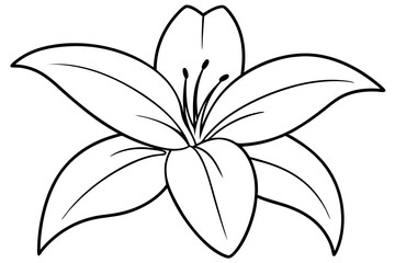 Obraz premium A simple White Lily line art vector white background