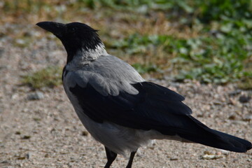 A crow is standing on the ground in sunny day. 