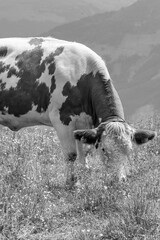 Österreich im Sommer