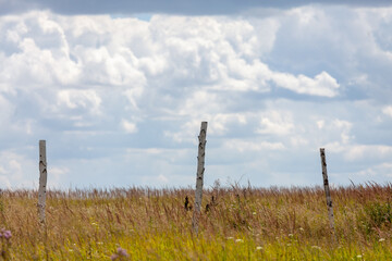 Obraz premium Fence posts rise from a vibrant meadow, showcasing natures beauty under the expansive summer sky with fluffy clouds.
