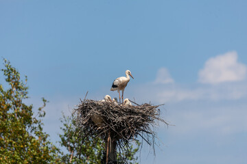 Two stork chicks peek out from their nest while an adult stands watch under a vibrant sky.