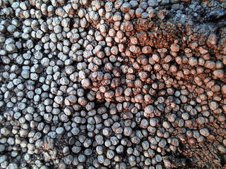 macro
