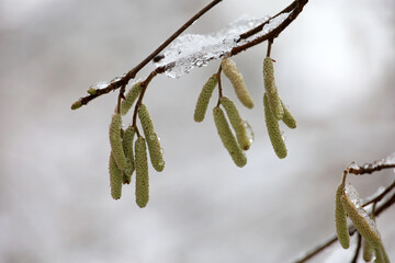 Hazel catkins on a tree twig covered with snow and ice on blurred background. Forest in winter,...
