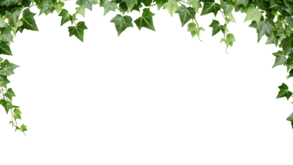 English Ivy Background, green wall on white background.AI GENERATED