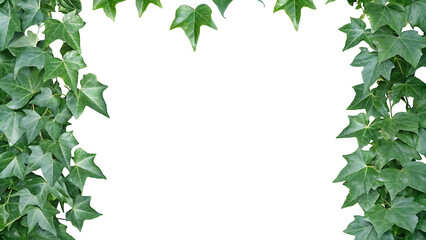 Fototapeta premium English Ivy Background, green wall on white background.AI GENERATED