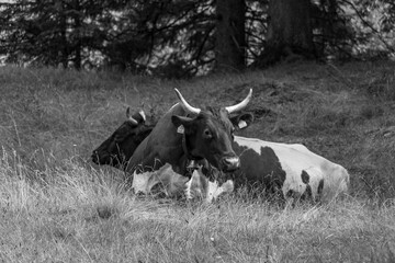 Mittersill in Österreich