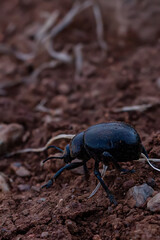 Close-up shot of a black beetle on Morocco's red soil. A testament to life in arid environments.