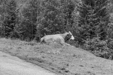 wandern in den Hohen tauern