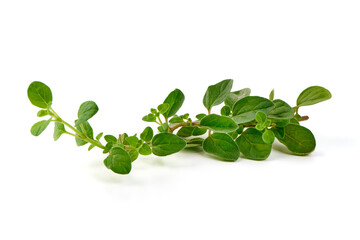 Fresh sweet marjoram herb, isolated on the white background.