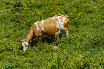 wandern in den Hohen tauern