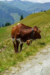wandern in den Hohen tauern