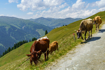 Obraz premium wandern in den Hohen tauern
