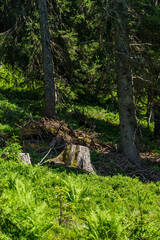 In den österreichischen Alpen