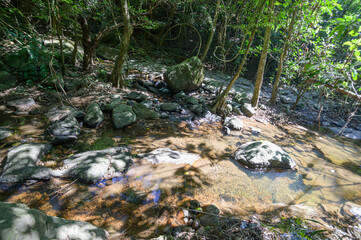 Serene Stream Flowing Through Lush Green Forest Landscape in Nature