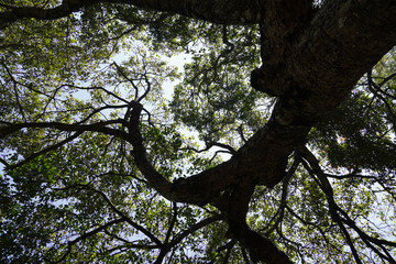 Low angle view of Tall tree and green leaves. Tree in the forest.