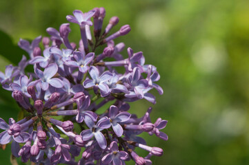 Obraz premium Blossoming violet lilac closeup