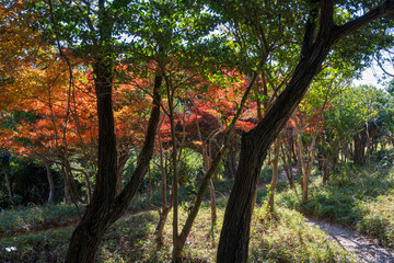 日本の兵庫県赤穂市の雄鷹台山の美しい風景