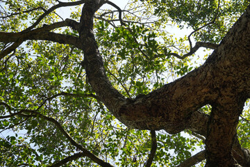 Fototapeta premium Low angle view of Tall tree and green leaves. Tree in the forest.