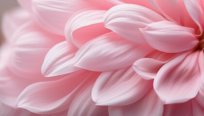 Fototapeta premium pink rose petals background