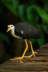 White-breasted waterhen on a wooden platform in a natural habitat, perfect for wildlife and nature photography
