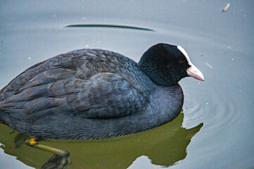 Ente auf dem Wasser