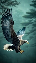 Naklejka premium A majestic white tailed eagle in flight, wings fully extended, against a blurred, misty forest backdrop. The eagles details and powerful presence are striking