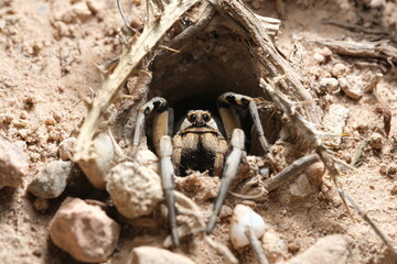 Tarantula peeking out of its burrow waiting for prey