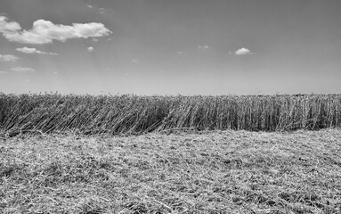 wheat crop growing on a farm outside the city