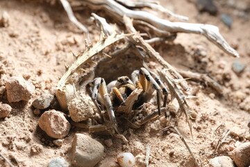 Tarantula peeking out of its burrow waiting for prey